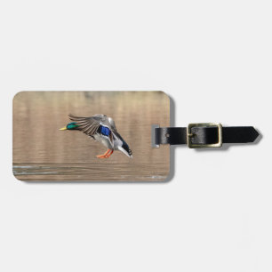 Mallard Anka under flygning Bagagebricka
