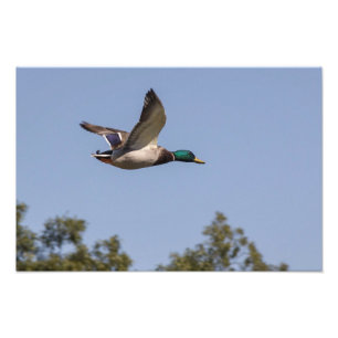 Mallard anka under flygning fototryck