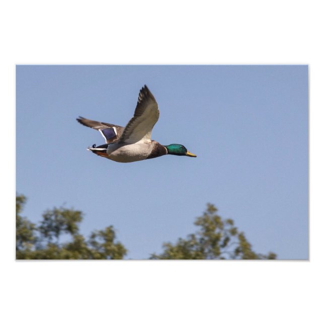 Mallard anka under flygning fototryck (Framsidan)