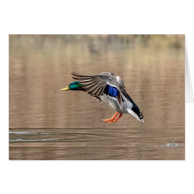 Mallard Anka under flygning Hälsningskort (Framsidan Horizontal)