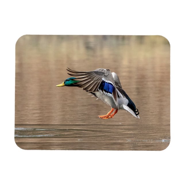 Mallard Anka under flygning Magnet (Horisontell)