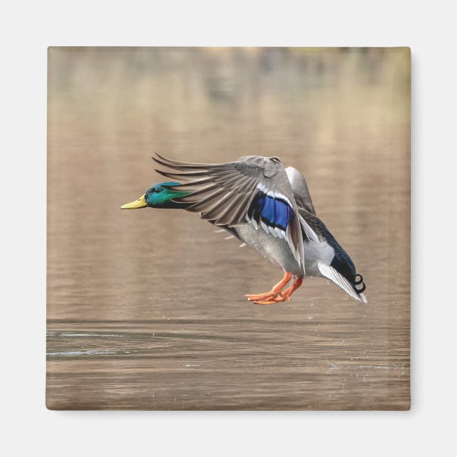 Mallard Anka under flygning Magnet (Framsidan)