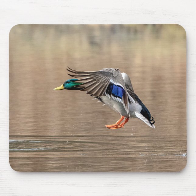 Mallard Anka under flygning Musmatta (Framsidan)