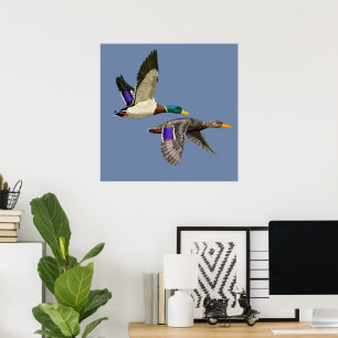 Mallard anka under flygning poster