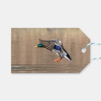 Mallard Anka under flygning Presentetikett