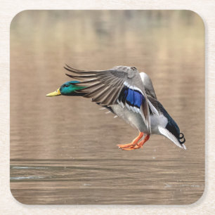 Mallard Anka under flygning Underlägg Papper Kvadrat