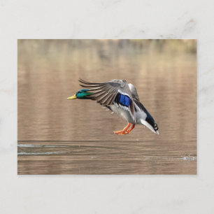 Mallard Anka under flygning Vykort