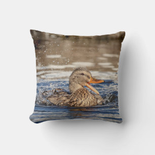Mallard Anka vid Downing Park Kudde
