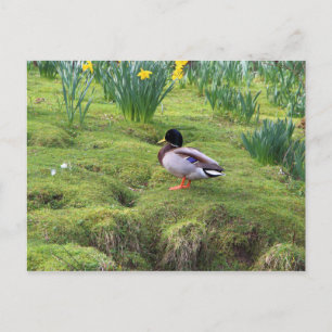 Mallard anka vid floden vykort