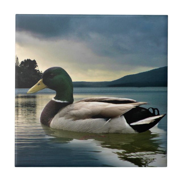 Mallard Anka vid Sjö Kakelplatta (Framsidan)