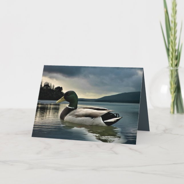 Mallard Anka vid Sjö Kort (Framsida)