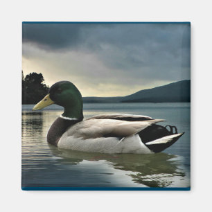 Mallard Anka vid Sjö Magnet