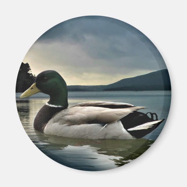 Mallard Anka vid Sjö Magnet (Framsidan)