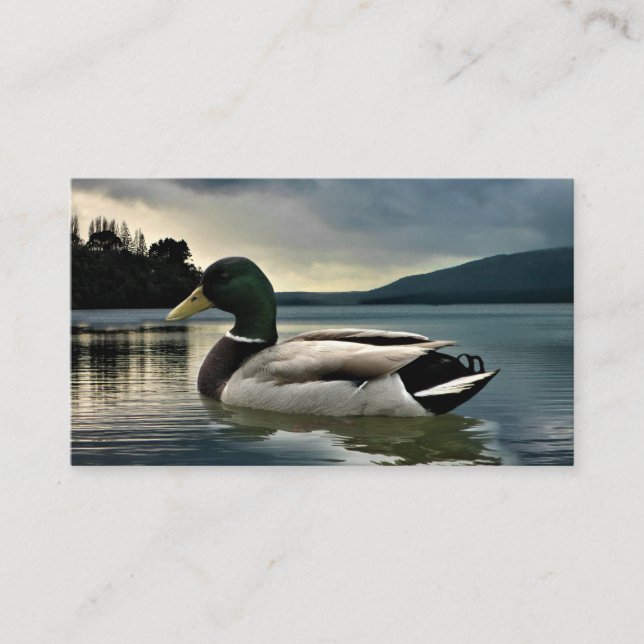 Mallard Anka vid Sjö Visitkort (Framsida)
