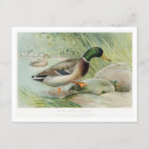 Mallard Anka Vintage Illustration Postcard Vykort
