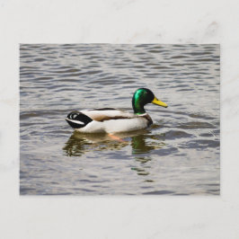 Mallard Anka Vykort