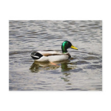 Mallard Anka