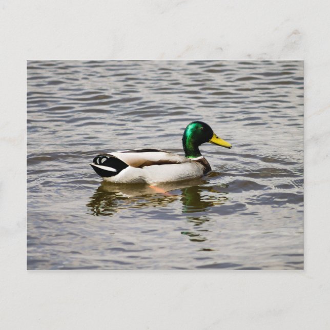 Mallard Anka Vykort (Framsida)