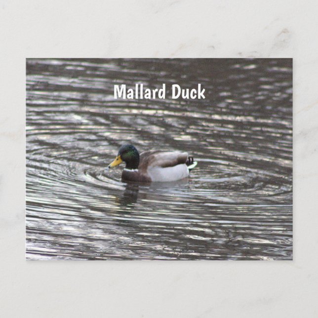 Mallard Anka vykort (Framsida)