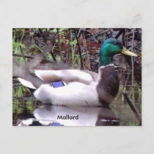 Mallard Anka Vykort