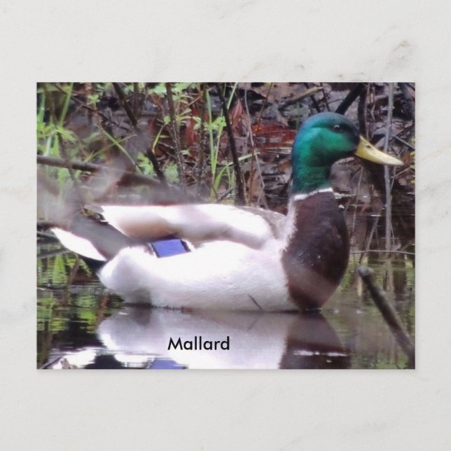 Mallard Anka Vykort (Framsida)
