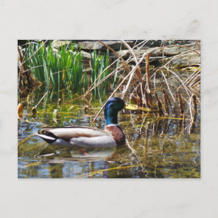 Mallard Anka Vykort