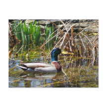 Mallard Anka