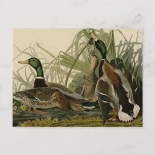 Mallard Anka Vykort
