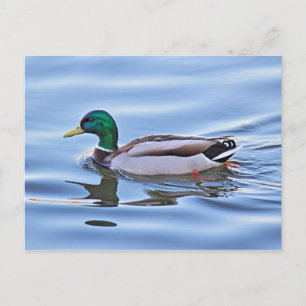 Mallard Anka Vykort