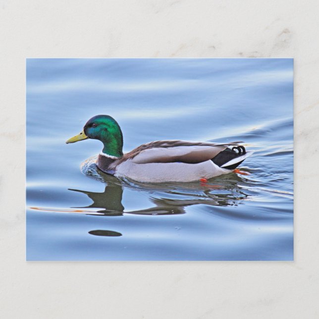 Mallard Anka Vykort (Framsida)