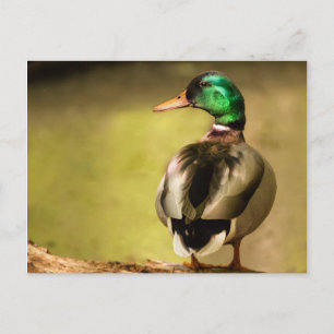 Mallard Anka Vykort