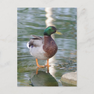 Mallard Anka Vykort