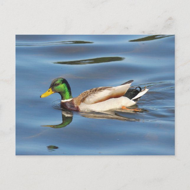 Mallard Anka Vykort (Framsida)