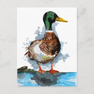 Mallard Anka Watercolor Vykort