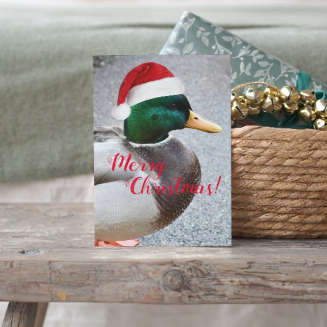 Mallard Anka Wearing Red Santa Hat Helgdag Vykort (In Situ)