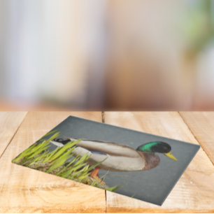 Mallard Anka Wildlife Large