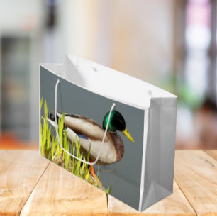 Mallard Anka Wildlife Photo