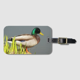 Mallard Anka Wildlife Photo Bagagebricka
