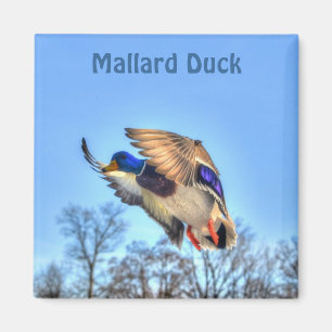 Mallard Anka Wildlife Photo for Bird-älskare Magnet