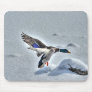 Mallard Anka Wildlife Photo for Bird-älskare Musmatta
