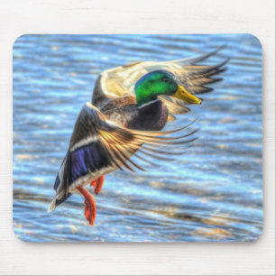 Mallard Anka Wildlife Photo for Bird-älskare Musmatta
