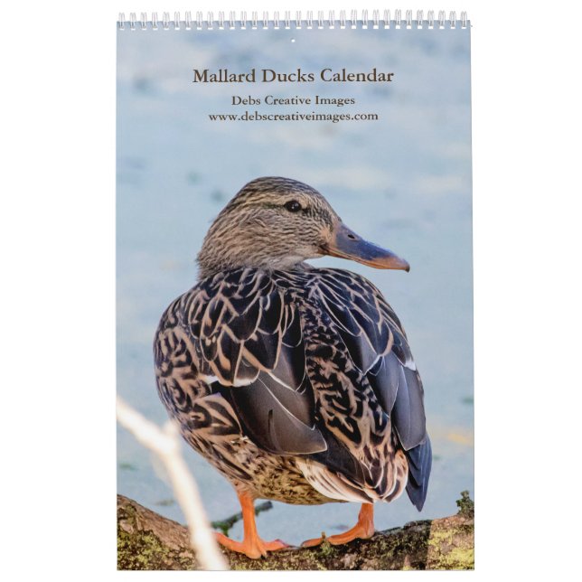 Mallard Ankor 2026 Kalender (Omslag)