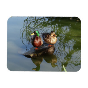 Mallard Ankor #2 Photo Magnet