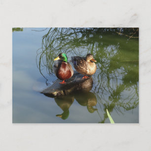 Mallard Ankor #2-vykort Vykort