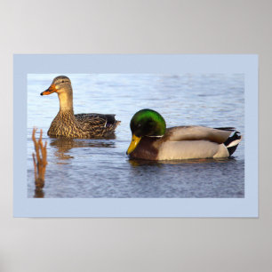 Mallard Ankor Fotoaffisch Poster