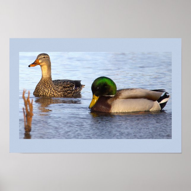 Mallard Ankor Fotoaffisch Poster (Framsidan)
