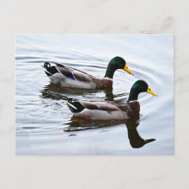 Mallard Ankor i Vatten vykort