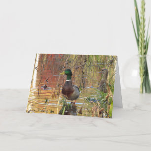 Mallard ankor på dammen kort