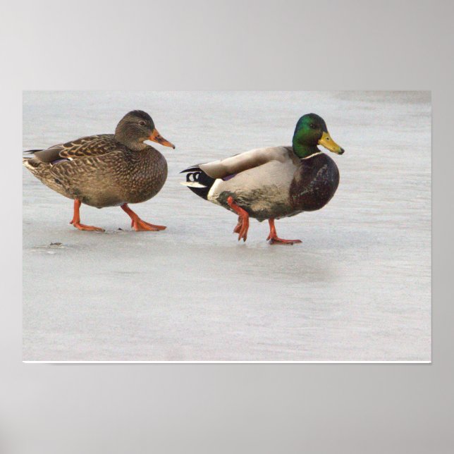 Mallard Ankor på Ice Poster (Framsidan)