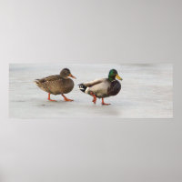 Mallard Ankor på Ice Poster